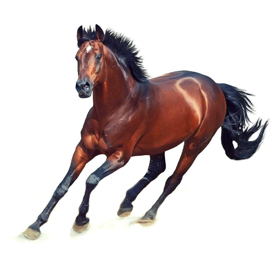Paard