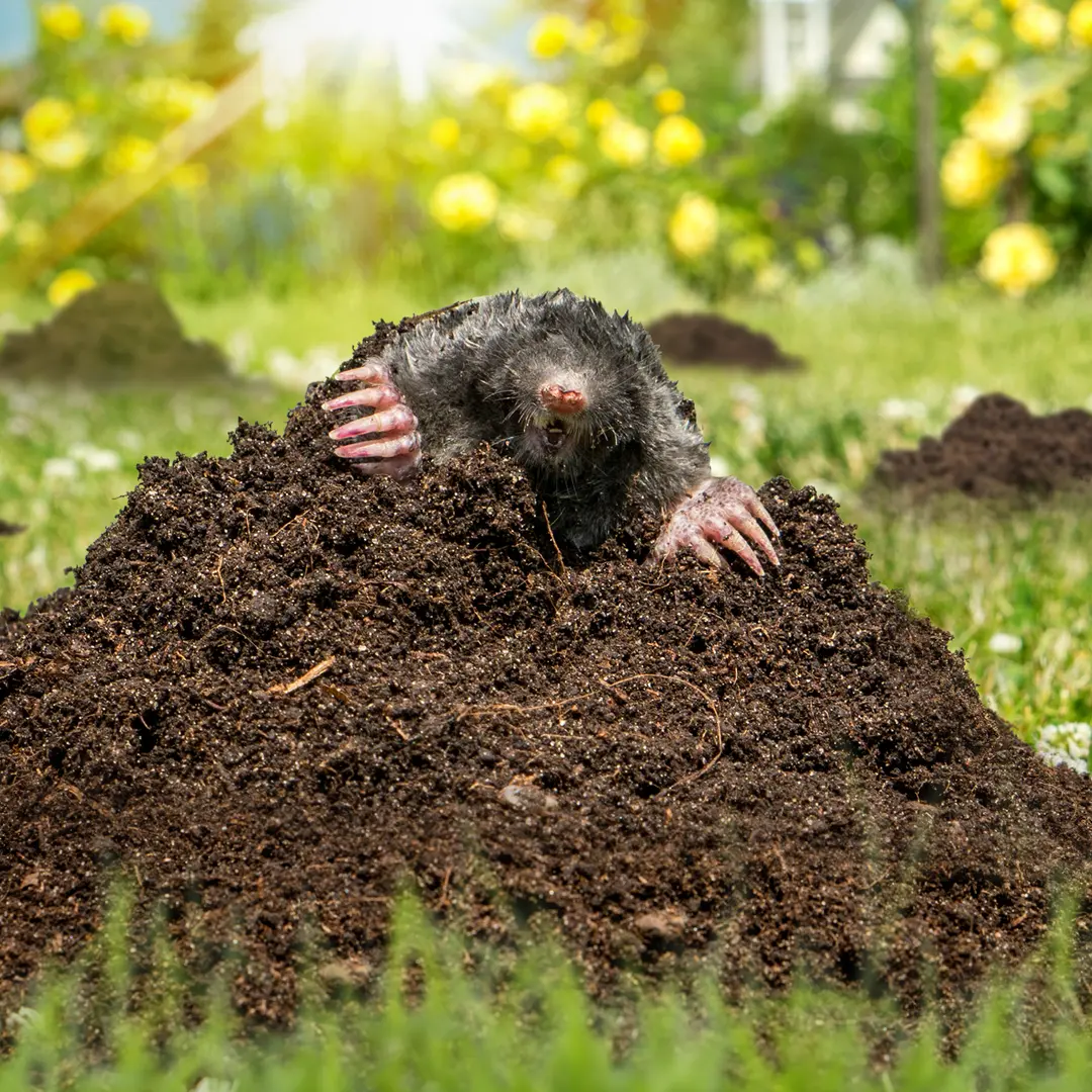 Protection phytosanitaire: protégez vos plantes