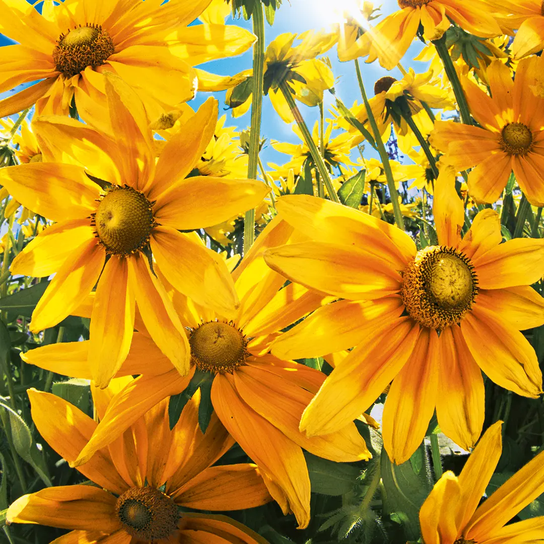 Aanbevolen product of categorie