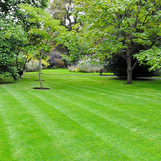 Semences gazon: choisir la bonne semence de gazon