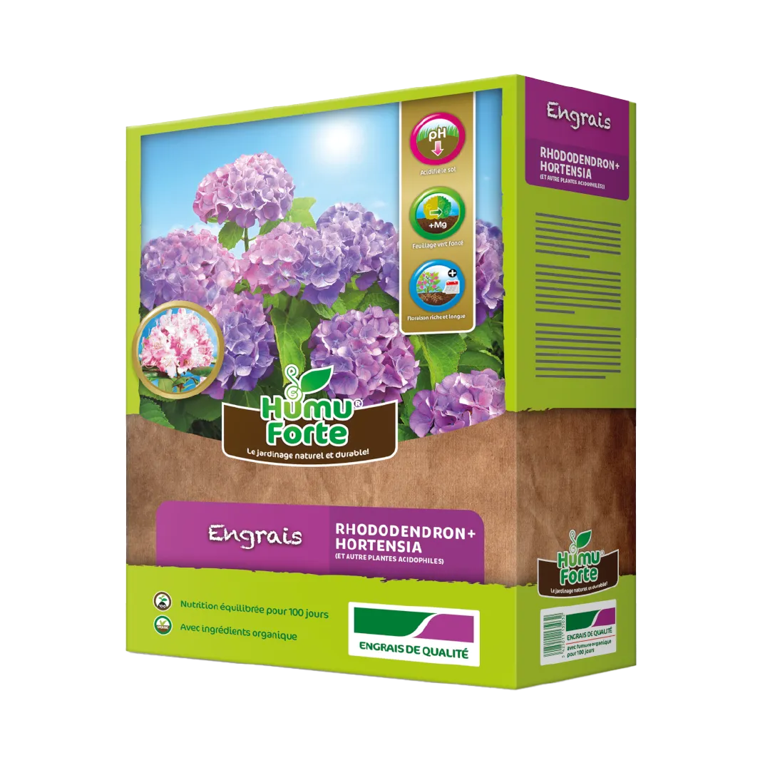 RHODODENDRON ET HORTENSIA