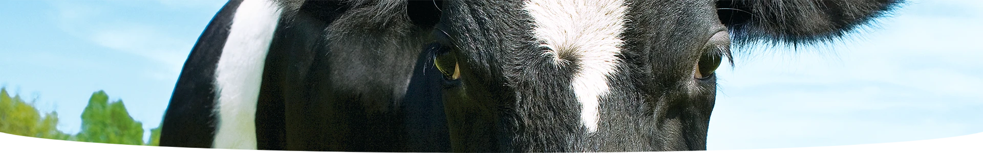 FUMIER DE VACHES GRANULES