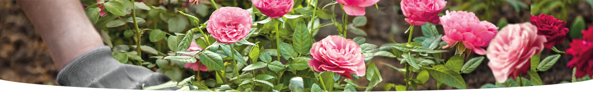 FERTICURE ROSIERS ET ARBUSTES À FLEURS