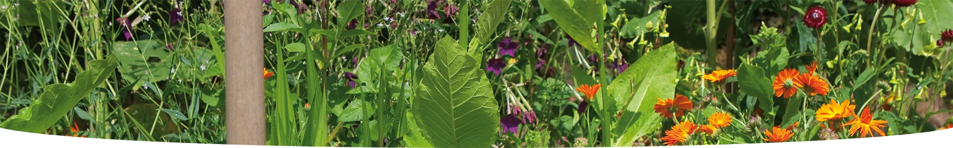 COMPOST DE JARDIN ENRICHI