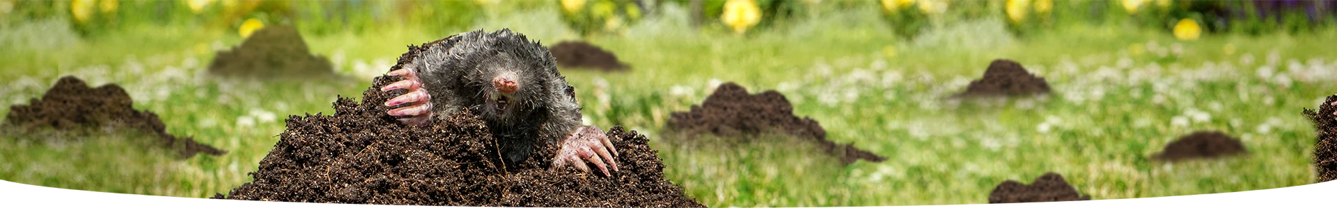 Protection phytosanitaire: protégez vos plantes