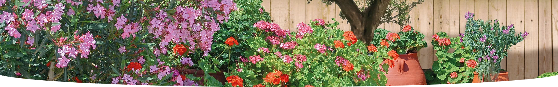 PLANTES D'ORANGERIE ET MEDITÉRRANÉENNES