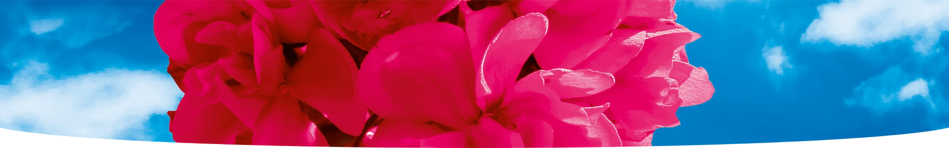 GÉRANIUMS ET JARDINIÈRES