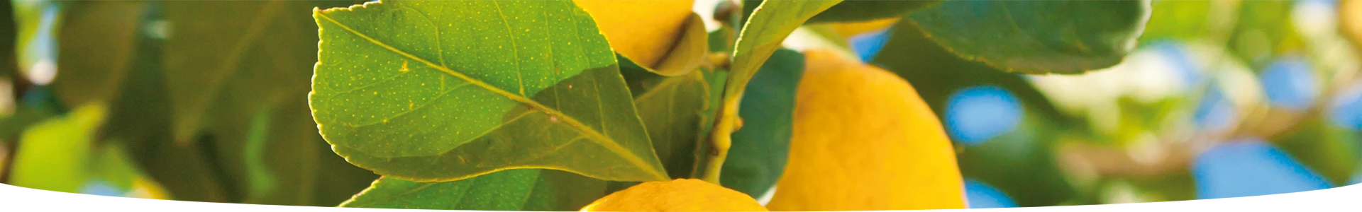 AGRUMES ET MÉDITERRANÉENNES