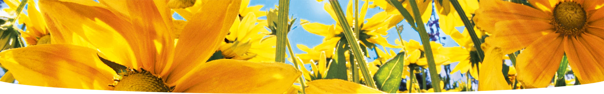 Terreaux: le meilleur terreau pour vos plantes