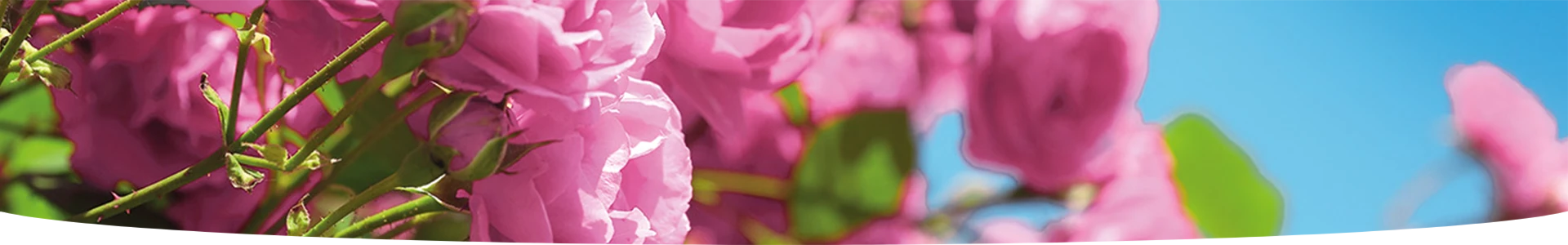 ROSES ET PLANTES FLEURIS